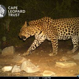 Leopard